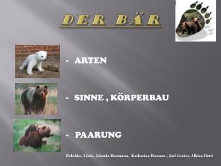 Der Bär