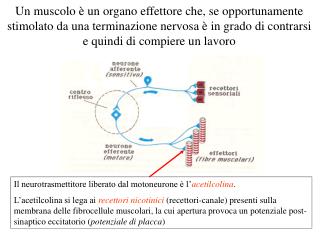 Il neurotrasmettitore liberato dal motoneurone è l’ acetilcolina .