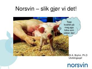 Norsvin – slik gjør vi det!