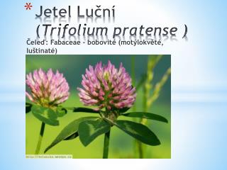 Jetel Luční ( Trifolium pratense )