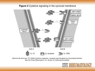 McInnes IB and Liew FY (2005) Cytokine networks — towards new therapies for rheumatoid arthritis