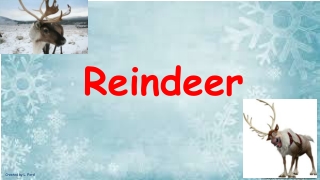 Reindeer