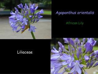 Agapanthus orientalis