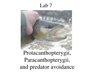 Protacanthopterygii, Paracanthopterygii, and predator avoidance
