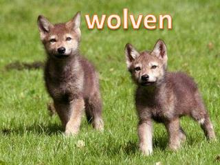 wolven