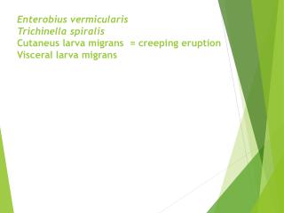 Enterobius vermicularis