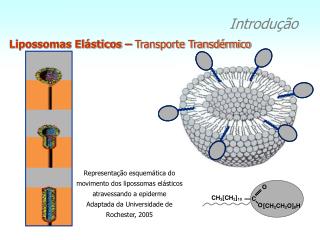 Lipossomas Elásticos – Transporte Transdérmico