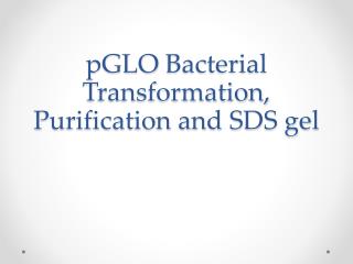 pGLO Bacterial Transformation, Purification and SDS gel