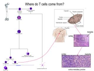Where do T cells come from?
