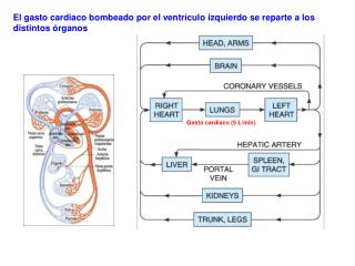 Gasto cardiaco (5 L/min)