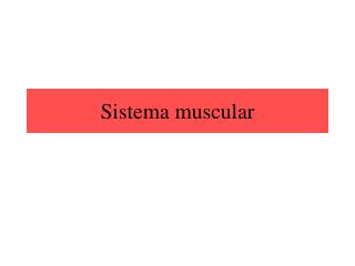 Sistema muscular