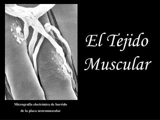 El Tejido Muscular