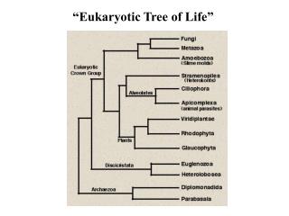 “Eukaryotic Tree of Life”