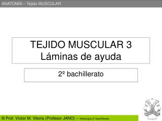 TEJIDO MUSCULAR 3 Láminas de ayuda