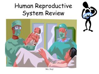 Human Reproductive System Review