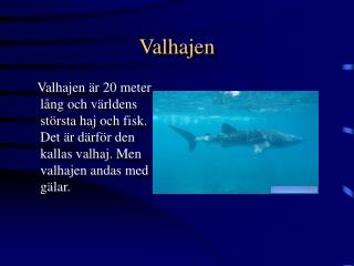 Valhajen