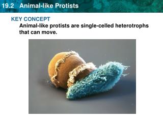 KEY CONCEPT Animal-like protists are single-celled heterotrophs that can move.