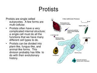 Protists