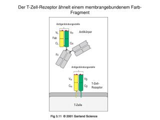 Der T-Zell-Rezeptor ähnelt einem membrangebundenem Farb-Fragment