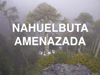NAHUELBUTA AMENAZADA