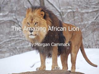 The Amazing African Lion