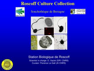 Roscoff Culture Collection Souchothèque de Bretagne