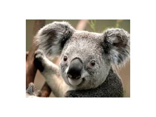 What Am I - Name The Animal