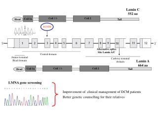 Alternative splice Site Lamin A/C