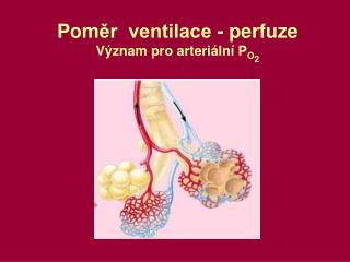 Pom ěr ventilace - perfuze Význam pro arteriální P O 2