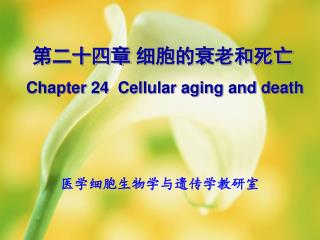 第二十四章 细胞的衰老和死亡 Chapter 24 Cellular aging and death