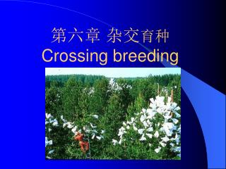 第六章 杂交 育种 Crossing breeding