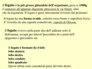 Il fegato ha una forma ovoide , colorito rosso-bruno e superficie liscia.
