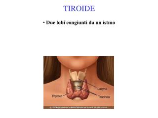 TIROIDE Due lobi congiunti da un istmo