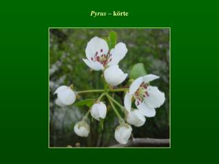 Pyrus – körte