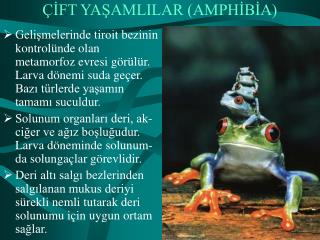 ÇİFT YAŞAMLILAR (AMPHİBİA)