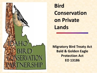 Migratory Bird Treaty Act Bald & Golden Eagle Protection Act EO 13186