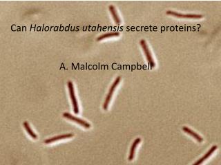 Can Halorabdus utahensis secrete proteins? A. Malcolm Campbell
