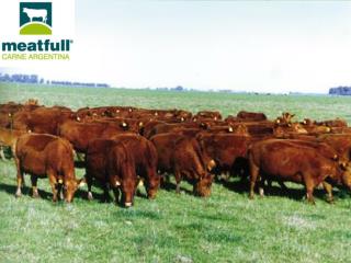 Somos una empresa argentina dedicada a la produccion de carne.