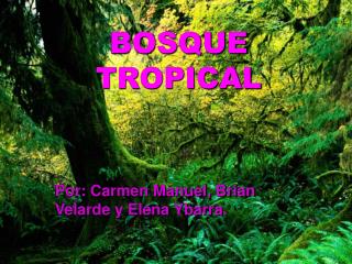 BOSQUE TROPICAL