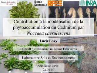 Contribution à la modélisation de la phytoaccumulation du Cadmium par Noccaea caerulescens