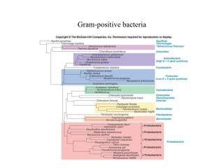 Gram-positive bacteria