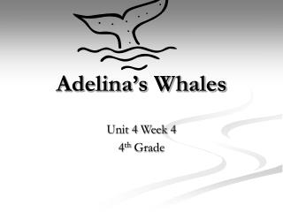 Adelina’s Whales