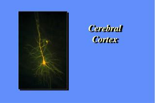 Cerebral Cortex