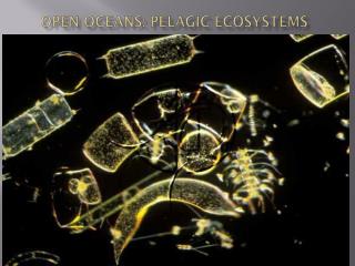 Open Oceans: Pelagic Ecosystems