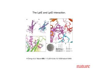 H Dong et al. Nature 000 , 1-5 (2014) doi:10.1038/nature13464