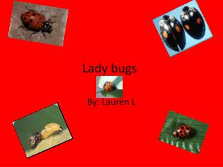 Lady bugs