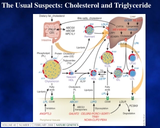 The Usual Suspects: Cholesterol and Triglyceride