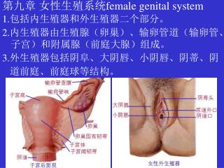 第九章 女性生殖系统 female genital system 1. 包括内生殖器和外生殖器二个部分。 2. 内生殖器由生殖腺（卵巢）、输卵管道（输卵管、子宫）和附属腺（前庭大腺）组成。
