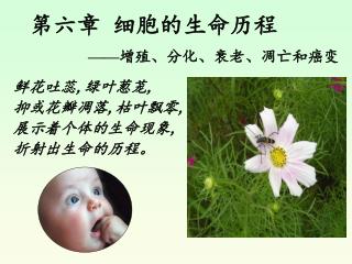 第六章 细胞的生命历程 —— 增殖、分化、衰老、凋亡和癌变