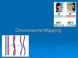 Chromosome Mapping